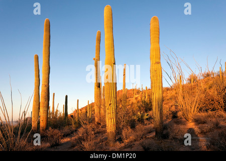 Cactus géant saguaro (Carnegiea gigantea), la fin de l'après-midi, lumière Saguaro National Park, de l'unité ouest, Tucson, Arizona Banque D'Images