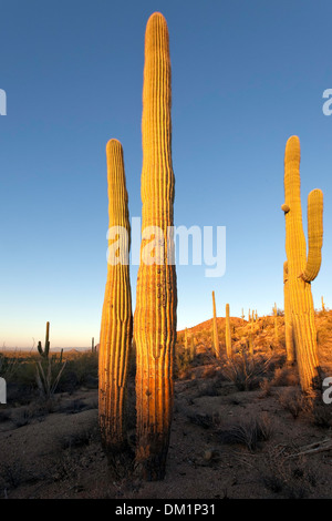Cactus géant saguaro (Carnegiea gigantea), à l'ouest de Saguaro National Park, Tucson, Arizona Banque D'Images
