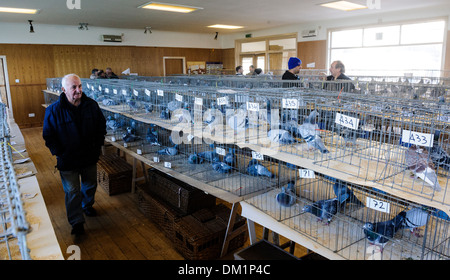 Un homme d'admirer les oiseaux à un pigeon show à South Lanarkshire en Écosse Banque D'Images