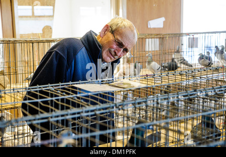 Un homme d'admirer les oiseaux à un pigeon show à South Lanarkshire en Écosse Banque D'Images