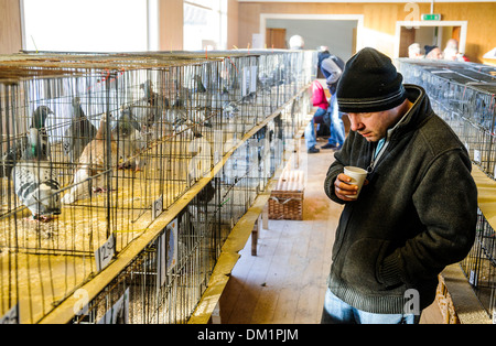 Un homme d'admirer les oiseaux à un pigeon show à South Lanarkshire en Écosse Banque D'Images