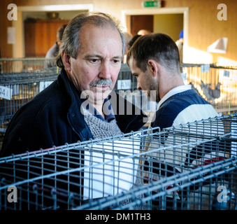 Un homme d'admirer les oiseaux à un pigeon show à South Lanarkshire en Écosse Banque D'Images