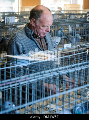 Un homme d'admirer les oiseaux à un pigeon show à South Lanarkshire en Écosse Banque D'Images