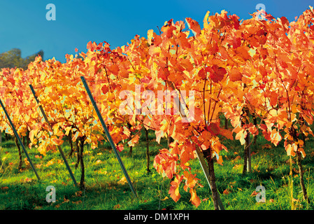 Allemagne, Bade-Wurtemberg : feuilles de vigne avec des couleurs d'automne de Weinsberg vignobles dans le soleil d'octobre dernier Banque D'Images