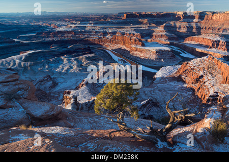 La vallée du Colorado à partir de Dead Horse Point à l'aube, Utah, USA Banque D'Images