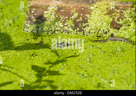 Une Couleuvre nage dans l'eau à la recherche de têtards dans la nature. Banque D'Images