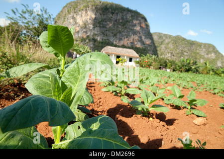 Cuba, la culture du tabac dans un champ de plantation sur une ferme dans la vallée de Vinales, site du patrimoine mondial de l'UNESCO, de Cuba, des Caraïbes Banque D'Images