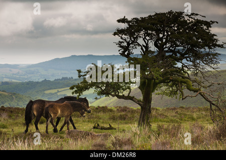 Poneys sauvages sur Exmoor, Somerset, Angleterre Banque D'Images