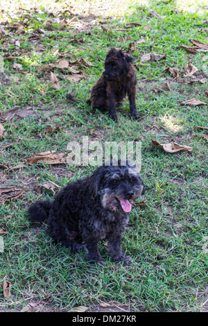 Deux caniche noir portrait Banque D'Images