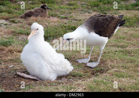 Albatros de Laysan (Phoebastria immutabilis) adulte apparaissant curieux au sujet d'un poussin blanc leucistic manquant de pigmentation normale sur l'atoll de Midway Banque D'Images