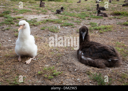 Leucistic white Albatros de Laysan (Phoebastria immutabilis) poussin poussin avec à côté de la normale une pigmentation brune sur son nid dans une colonie de nidification du Pacifique Nord Banque D'Images