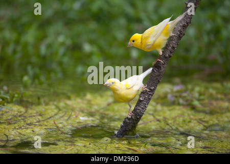 Des canaris sauvages (Serinus canaria) descendaient d'oiseaux de compagnie introduits dans l'atoll Midway il y a plus d'un siècle par un employé de commercial Pacific Cable Company Banque D'Images