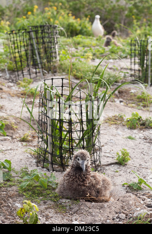 L'albatros de Laysan poussait sur le nid à côté des semis de l'herbe de Bunch (Eragrostis variabilis) dans le cadre d'un projet de remise en état des terres de l'USFWS sur l'atoll de Midway Banque D'Images