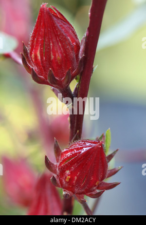 Fruits de la Roselle sur branche avec selective focus Banque D'Images