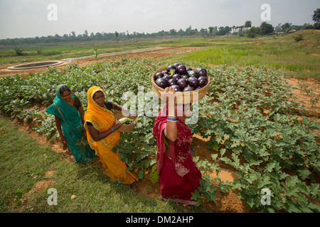 Agriculteur de womans État du Bihar, en Inde. Banque D'Images