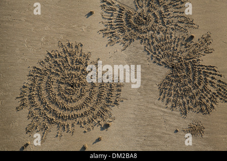 Les patrons du crabe dans le sable sur la plage de Ngapali au crépuscule, Rakhine, Myanmar (Birmanie) Banque D'Images