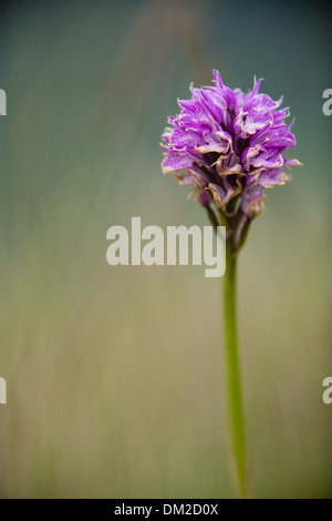 Début marsh orchid, Ombrie, Italie Banque D'Images