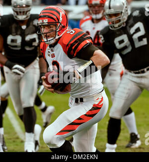 Nov 21, 2009 - Oakland, Californie, États-Unis - Oakland Raiders vs Cincinnati Bengals au Oakland-Alameda County Coliseum Dimanche, Novembre 22, 2009, Cincinnati Bengals quart-arrière Carson Palmer # 9 breaks en poche. (Crédit Image : © Al/ZUMApress.com) Golub Banque D'Images