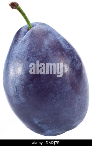 Une prune parfaite isolé sur un fond blanc. Banque D'Images