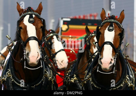 Boise State Broncos bataille contre le TCU Horned Frogs dans la 39e Fiesta Bowl annuel parrainé par les Tostitos. Le Budweiser Clydesdales en dehors du stade extérieur lors de festivités. Arborant (Crédit Image : © Tony Leon/ZUMApress.com) Southcreek/mondial Banque D'Images