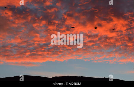 Ravenstonedale, Cumbria, Royaume-Uni. Dec 11, 2013. Les choucas laissant roost tôt le matin contre un ciel rouge flamboyant et près de Ravenstonedale, Cumbria. Credit : Wayne HUTCHINSON/Alamy Live News Banque D'Images