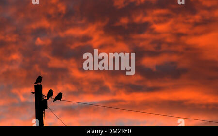 Ravenstonedale, Cumbria, Royaume-Uni. Dec 11, 2013. Plus de Red sky en Cumbria Ravenstonedale ce matin, comme ces choucas apprécié un matin tôt. Credit : Wayne HUTCHINSON/Alamy Live News Banque D'Images