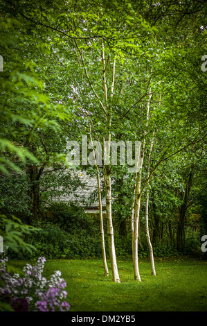 Six bouleaux d'argent dans les petites woodland garden en Cumbria UK ADA J1294 Banque D'Images