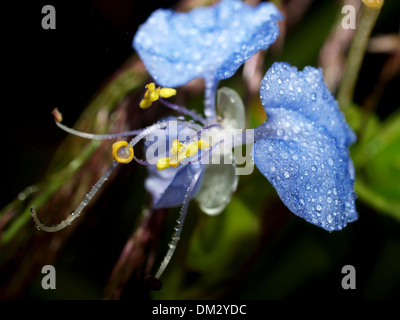 Fleur de montagne ChiangDao, Thaïlande Banque D'Images