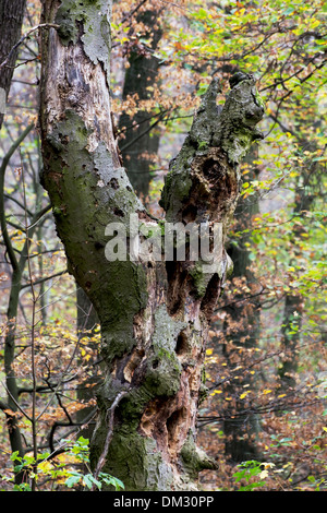 Arbre creux dans la forêt d'automne. Banque D'Images