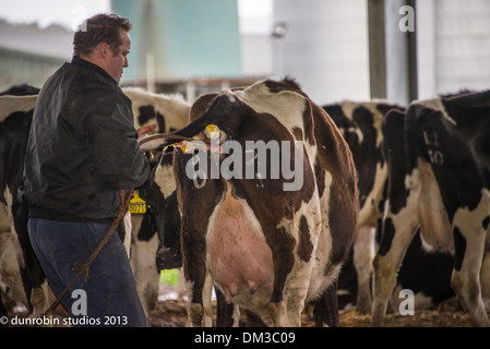 Jeune noir et blanc de vêlage vache génisse d'avoir un bébé vache - montre toutes les étapes de la naissance en série avec l'aide d'agriculteurs la livraison Banque D'Images