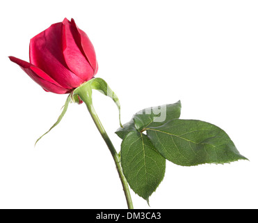 Des fleurs. Rose isolé sur fond blanc Banque D'Images