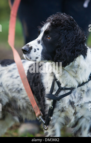 Un noir et blanc English Springer Spaniel avec son conducteur sur un faisan tourner en Angleterre Banque D'Images