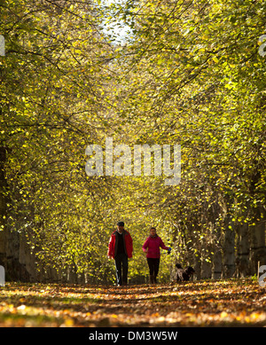 Un couple marche sur le Tilleul Avenue au Clumber Park, près de Worksop, Nottinghamshire. 1er novembre 2013. Banque D'Images