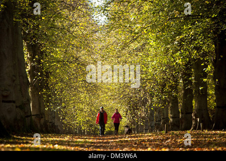 Un couple marche sur le Tilleul Avenue au Clumber Park, près de Worksop, Nottinghamshire. 1er novembre 2013. Banque D'Images