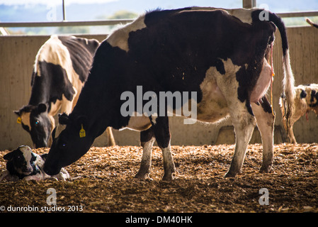 Jeune noir et blanc de vêlage vache génisse avoir un bébé vache veau nouveau-né - affiche toutes les étapes de la naissance en série Banque D'Images