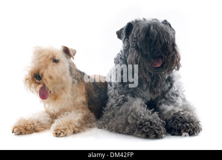 Et lakeland terrier kerry blue terrier in front of white background Banque D'Images