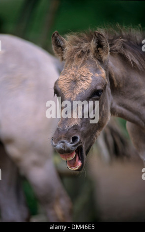 Droit de cultiver le tarpan - Horse, cheval sauvage eurasien, le tarpan (Equus ferus gmelini) Image de la reproduction Tarpan - Cheval Banque D'Images