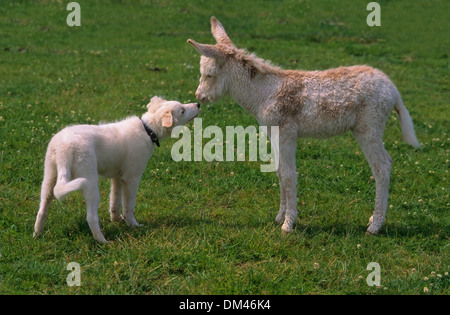 Les ânes, ânes miniatures dans le paddock et chien, Esel, Zwergesel, dans der Hund und Koppel, Banque D'Images