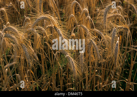 Champ de seigle en été, de l'agriculture Banque D'Images
