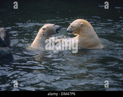 L'ours polaire, l'ours (Ursus maritimus), Polarbär Banque D'Images