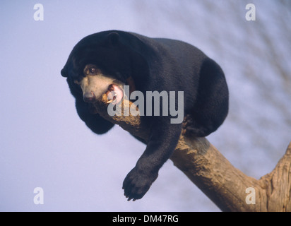 Diable de Tasmanie (Sarcophilus harrisii), (Sarcophilus harrisii) Beutelteufel Tasmanischer Teufel Banque D'Images