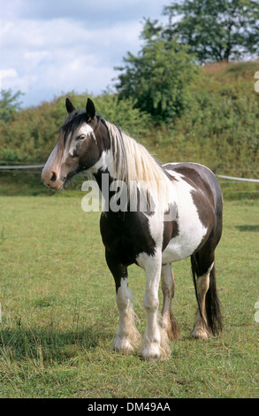Irish Tinker Banque D'Images