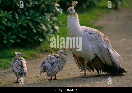 Pavo cristatus Paon blanc (mut. Alba) avec les poussins, Weißer Pfau (Pavo cristatus mut. alba) Küken mit Banque D'Images