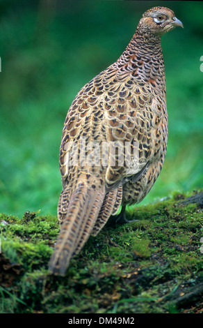 Le faisan (Phasianus colchicus), Fasan (Phasianus colchicus), faisan commun (Phasianus colchicus) Banque D'Images