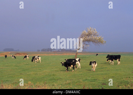 Pied noir allemand, Schwarzbunte Niederungsrinder Schwarzbuntes Niederungsrind, Deutsches (DSN) Banque D'Images