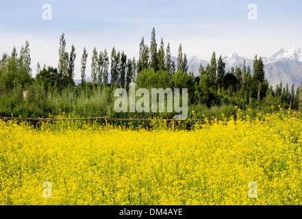 Le Ladakh, Inde - 18 juillet 2009 : le champ de moutarde a fleuri avec de hautes montagnes en arrière-plan Banque D'Images