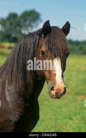 Poney Welsh Cob, Welsh-Pony Hengstporträt et, Banque D'Images