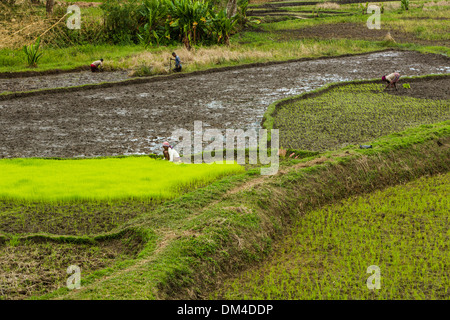 Transplantation agriculteurs tiges de riz dans les régions rurales du district de Fenerive Est, à Madagascar. Banque D'Images