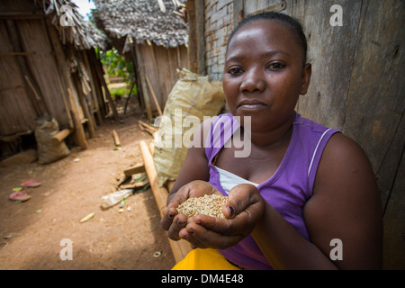 Afarmer tient sa récolte de riz dans les régions rurales du district de fenerive est, à Madagascar Banque D'Images