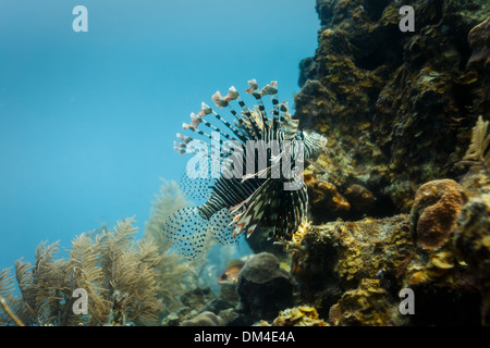 Gros plan d'un poisson-lion venimeux nageant sur le récif corallien Banque D'Images